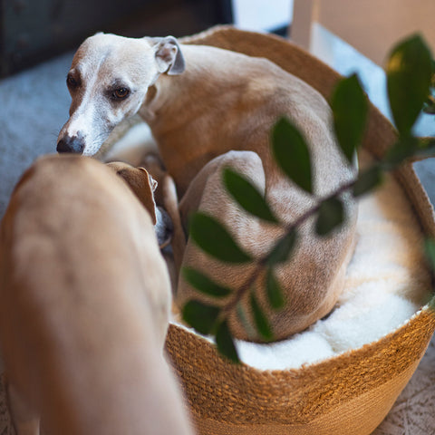 Dog Basket Cuddly